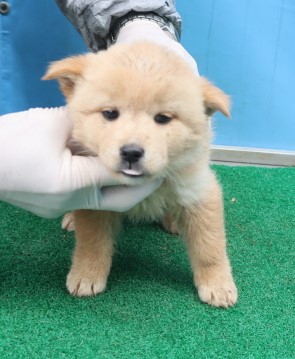 종료(입양) 믹스견…